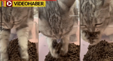 Patileriyle mama yiyen kedi görenleri şaşırttı: