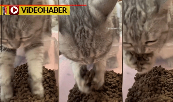 Patileriyle mama yiyen kedi görenleri şaşırttı: &quot;Yavaş yavaş evriliyorlar&quot;