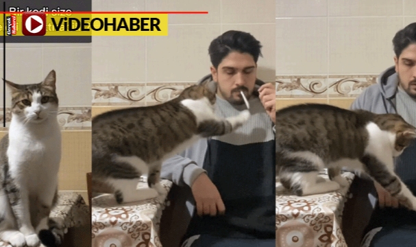 Sahibine sigarayı bıraktıran kedi sosyal medyada gündem oldu