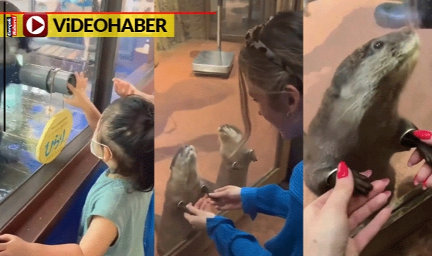 Sevgi için cama koştular... Su samurları ellerini delikten uzatıp sevdirdi