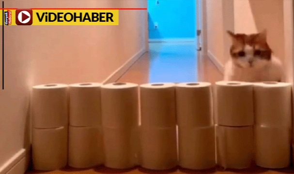 Şişko kedi engeli aşamayınca güldürdü