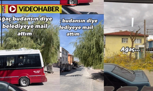 Söğüdün budanmasını istedi, ağacın başına gelmeyen kalmadı
