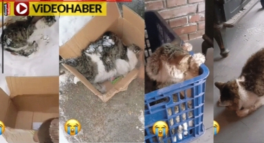 Soğuktan donmak üzere olan kediyi son anda kurtardı