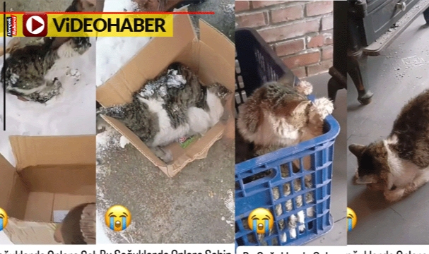 Soğuktan donmak üzere olan kediyi son anda kurtardı