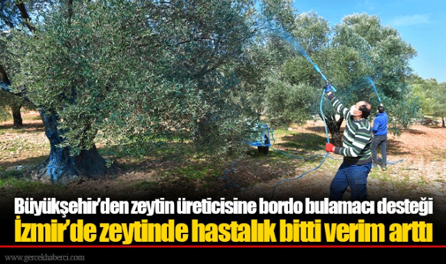 Büyükşehir’den zeytin üreticisine bordo bulamacı desteği