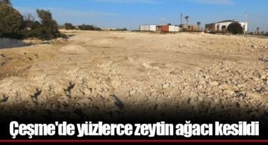 Çeşme'de yüzlerce zeytin ağacı kesildi