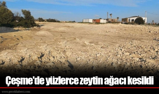 Çeşme&#039;de yüzlerce zeytin ağacı kesildi