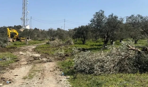 Hatay’da ‘kamulaştırma’ genişliyor: Hancağız’da zeytinlikler kesildi