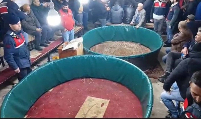 Kanatlı Hayvanları Sevenler ve Sergileyenler Derneği’nde horoz dövüşü!