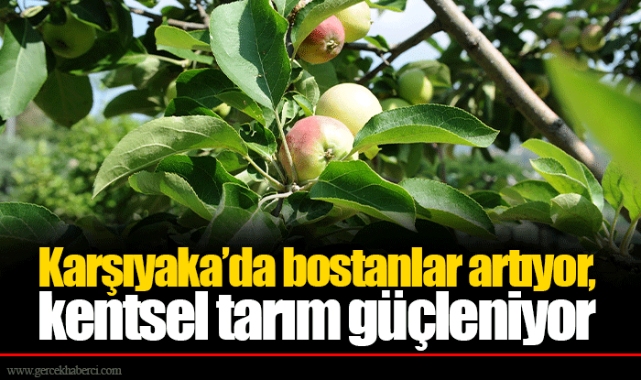 Karşıyaka’da bostanlar artıyor, kentsel tarım güçleniyor