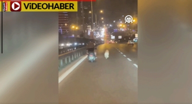 Köpeklerini yola terk ettiler... Sürücüler ezilmemesi için seferber oldu