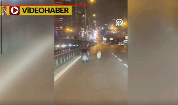 Köpeklerini yola terk ettiler... Sürücüler ezilmemesi için seferber oldu