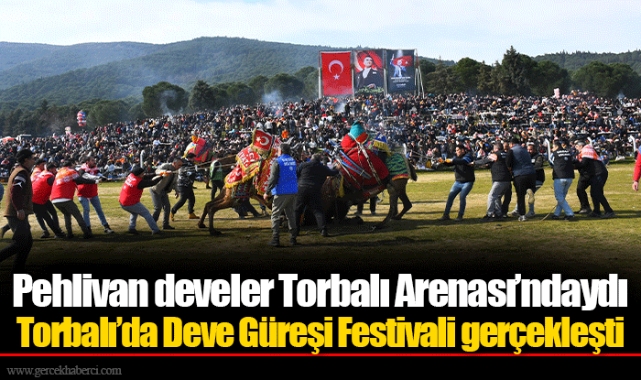 Pehlivan develer Torbalı Arenası’ndaydı