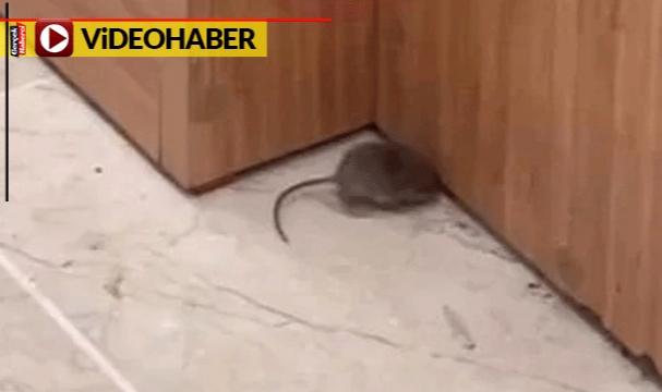 Şarküteri reyonunu fareler bastı: 'Nereye gidiyon'