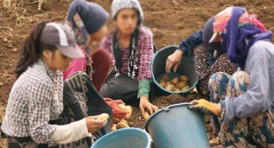 Bakanlık, çocuk işçiliğiyle mücadeleden vazgeçti: Bütçeden kestiler