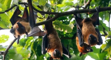 DSÖ kırmızı alarm verdi! Bangladeş'te 2 kişiyi öldüren Nipah virüsü hızla yayılıyor