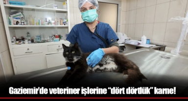 Gaziemir’de veteriner işlerine “dört dörtlük” karne!