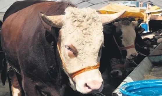 Kurbanlık fiyatları belli oldu