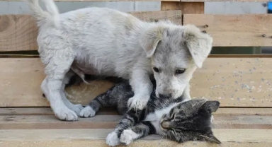 AK Parti'den sokakta yaşayan köpeklerle ilgili yasa taslağına ilişkin yeni açıklama