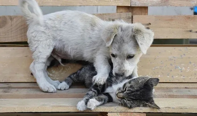 AK Parti'den sokakta yaşayan köpeklerle ilgili yasa taslağına ilişkin yeni açıklama