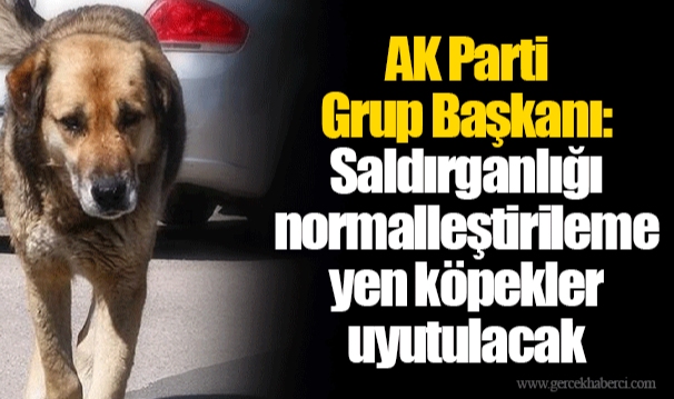 AK Parti Grup Başkanı: Saldırganlığı normalleştirilemeyen köpekler uyutulacak