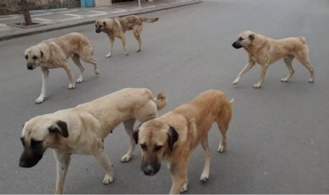 AK Parti'nin sokak hayvanları tasarısına tepki: Ölüm fermanını geri çek!