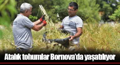 Atalık tohumlar Bornova’da yaşatılıyor