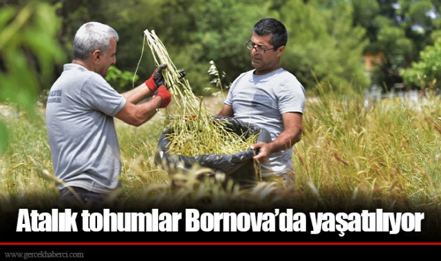 Atalık tohumlar Bornova’da yaşatılıyor