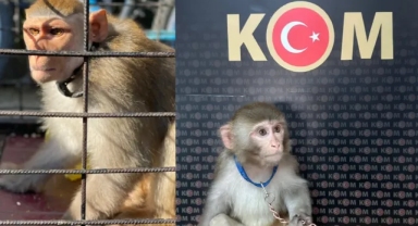 Egzotik hayvan kaçakçılarına operasyon! 565 canlı kurtarıldı