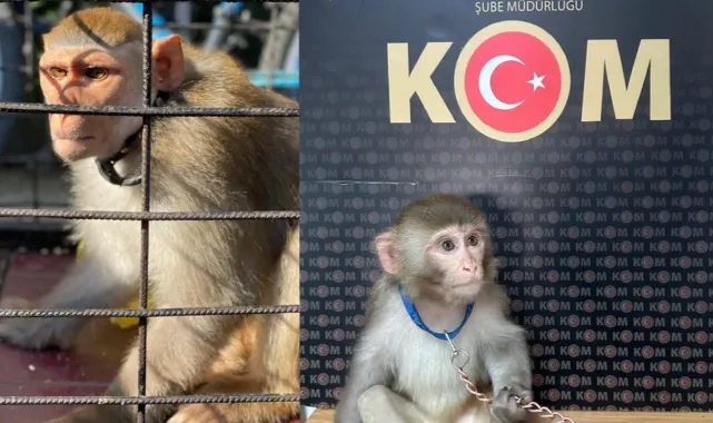 Egzotik hayvan kaçakçılarına operasyon! 565 canlı kurtarıldı