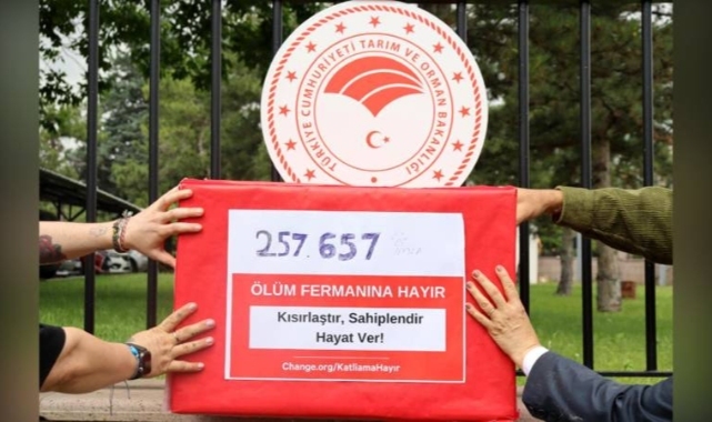 Hayvanseverlerden sokak köpekleri için bakanlığa 257 bin imza