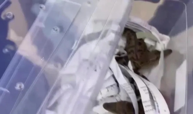 İstanbul Emniyeti'nden 'egzotik hayvan' operasyonu: 36 şüpheli gözaltına alındı