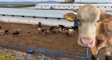 Kurbanlık fiyatları uçuşa geçti! Geçen yılın en yüksek fiyatı bu yıl en düşük fiyat oldu