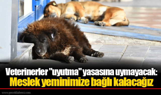 Veterinerler "uyutma" yasasına uymayacak: Meslek yeminimize bağlı kalacağız
