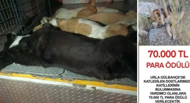 6 köpeği zehirleyenleri bulana 70 bin TL ödül verilecek