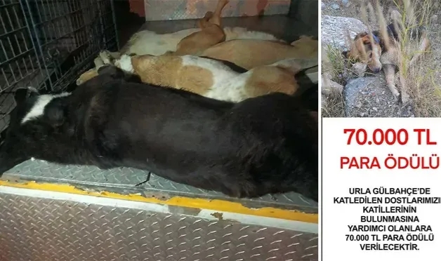 6 köpeği zehirleyenleri bulana 70 bin TL ödül verilecek