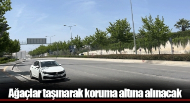 Ağaçlar taşınarak koruma altına alınacak