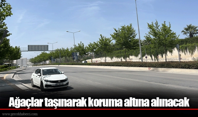Ağaçlar taşınarak koruma altına alınacak