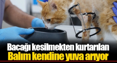 Bacağı kesilmekten kurtarılan Balım kendine yuva arıyor