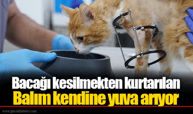 Bacağı kesilmekten kurtarılan Balım kendine yuva arıyor 
