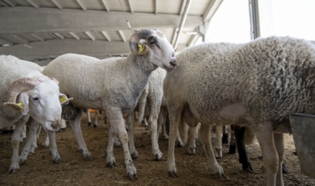 Bakanlığa gelen &#039;kurban&#039; telefonu şaşkına çevirdi