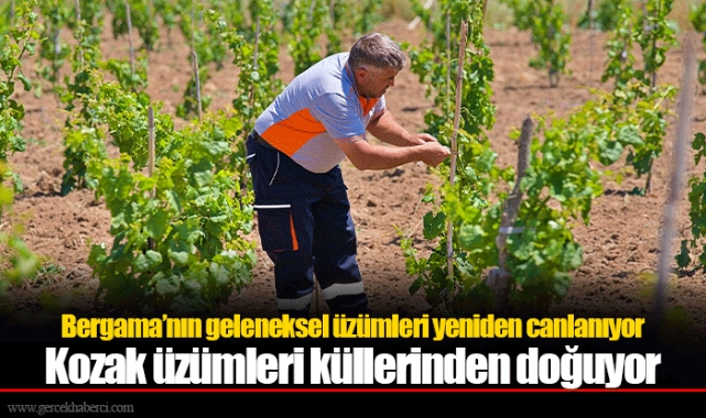 Bergama’nın geleneksel üzümleri yeniden canlanıyor