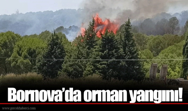 Bornova'da orman yangını!