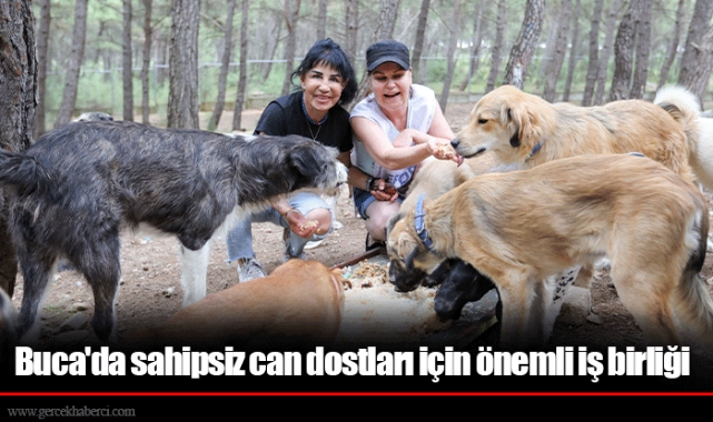 Buca'da sahipsiz can dostları için önemli iş birliği