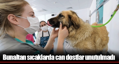Bunaltan sıcaklarda can dostlar unutulmadı