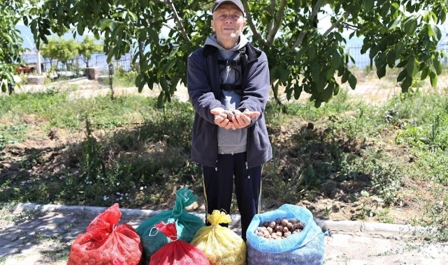 Çiftçinin cevizi çürümekten kurtuldu