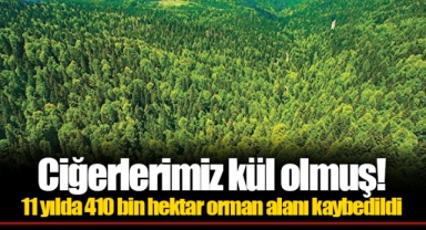 Ciğerlerimiz kül olmuş! 11 yılda 410 bin hektar orman alanı kaybedildi