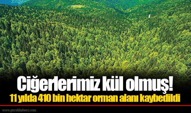 Ciğerlerimiz kül olmuş! 11 yılda 410 bin hektar orman alanı kaybedildi