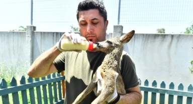 Doğal Yaşam Parkı'nın sevimli misafiri biberonla besleniyor