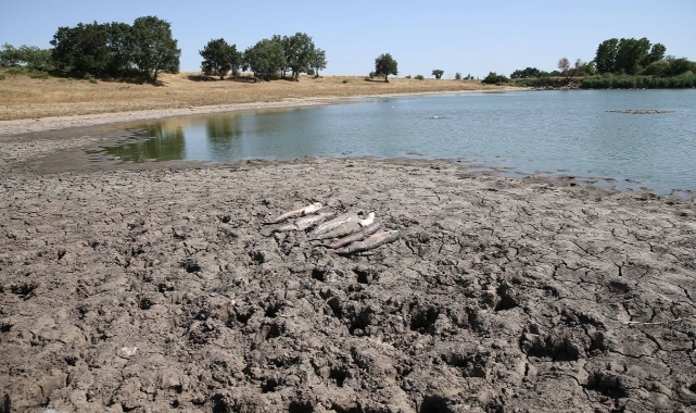 Edirne'deki balık ölümleri: İnceleme başlatıldı
